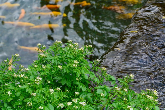 NGỌC THỦY TRẠI VÀ NỮ THẦN THIÊN NHIÊN