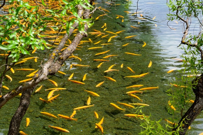 NGỌC THỦY TRẠI VÀ NỮ THẦN THIÊN NHIÊN