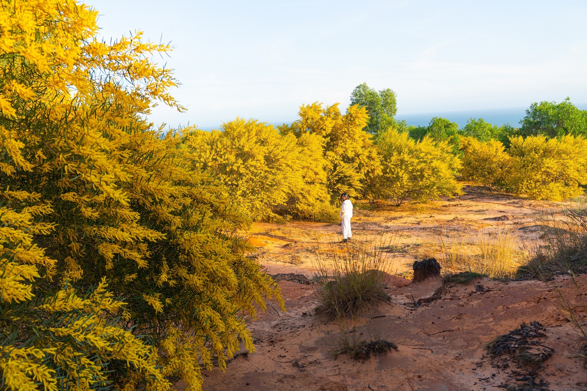 TSTtourist-tham-hoa-vang-ruc-o-phan-thiet-1