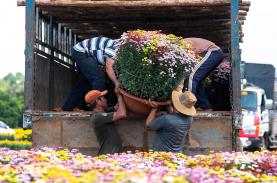 Hoa Tết: Nhà vườn hối hả, đường phố vẫn thưa người bán mua