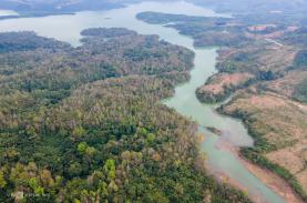 Rừng sau sau mùa thay lá