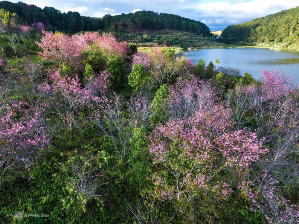 TSTtourist-mai-anh-dao-no-giua-trung-tam-da-lat-10