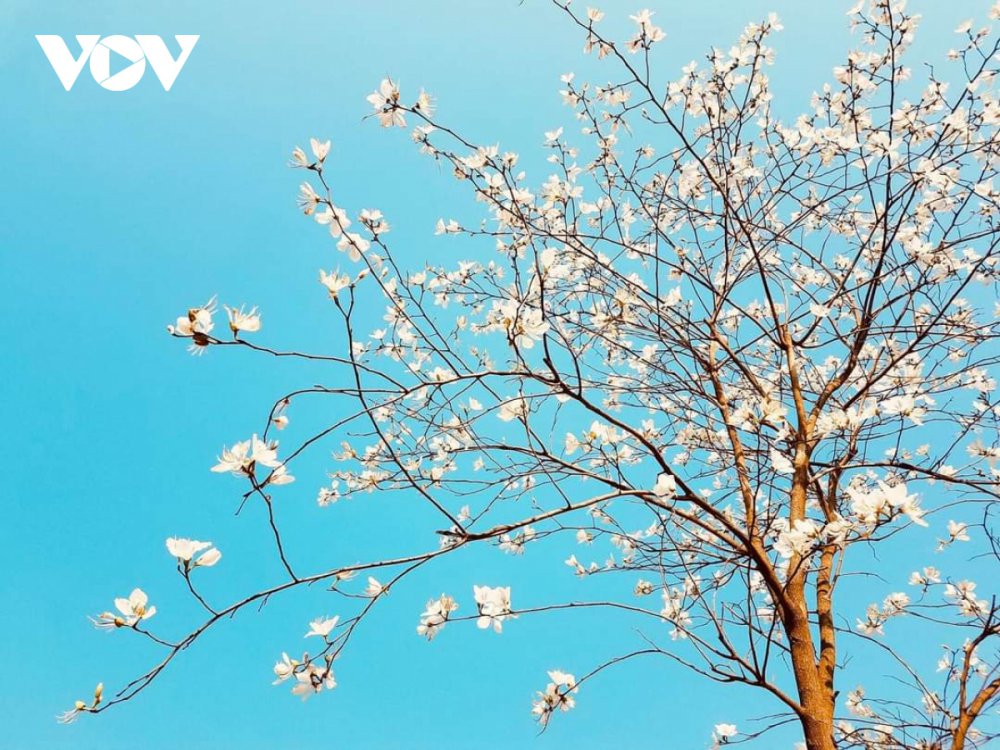 TSTtourist-sac-trang-tinh-khoi-hoa-ban-giua-pho-nui-son-la-11