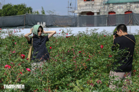 'Lạc' vào vườn hồng cổ từng bị lãng quên trong hoàng thành Huế