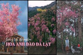 Gợi ý tọa độ ngắm hoa anh đào Đà Lạt