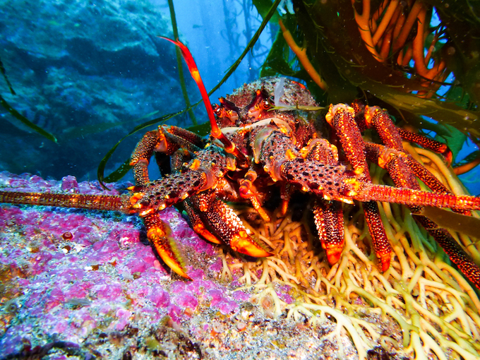 dao-Tristan-heo-lanh-nhat-the-gioi-8