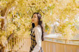 Hoa bơ vàng rực ở Đà Lạt