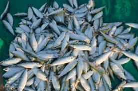 Mùa cá trích Phan Thiết