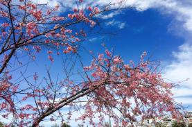 Đà Lạt vào top 3 điểm đến ngắm hoa đẹp nhất thế giới