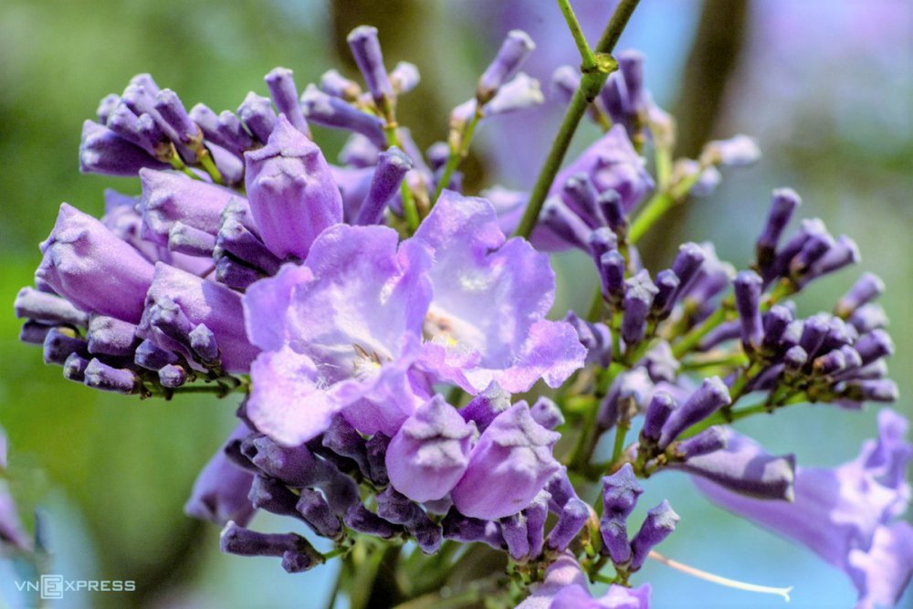 TSTtourist-cac-diem-ngam-phuong-tim-o-da-lat-5