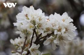 Bản làng Ngọc Chiến đẹp mê hoặc trong sắc hoa sơn tra