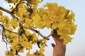 Chuông vàng khoe sắc gọi hạ về phố núi