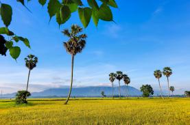 Đẹp yên bình bức tranh đồng quê Tịnh Biên mùa lúa chín vàng