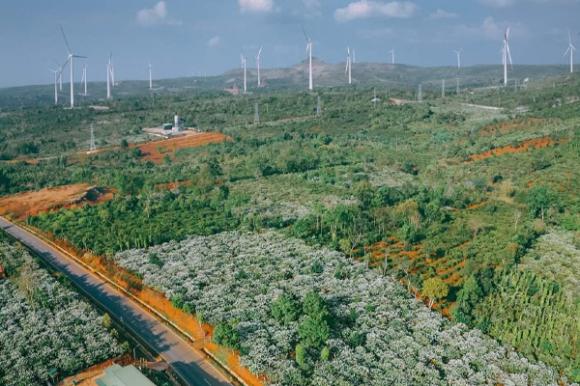 Mê mẩn mùa hoa cà phê nở trắng trời, thơm nức ở Tây Nguyên