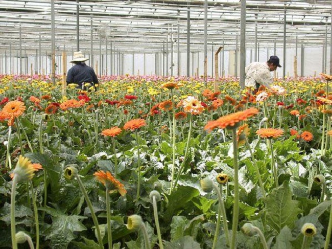 Kim-Hue-lang-hoa-Da-Lat-3