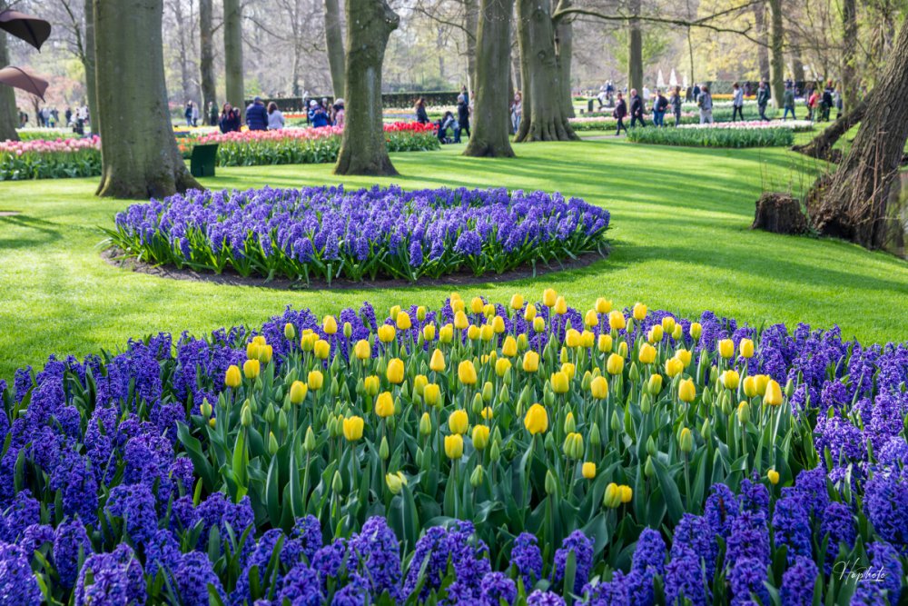 TSTtourist-mua-hoa-o-keukenhof-duoi-ong-kinh-khach-viet-5