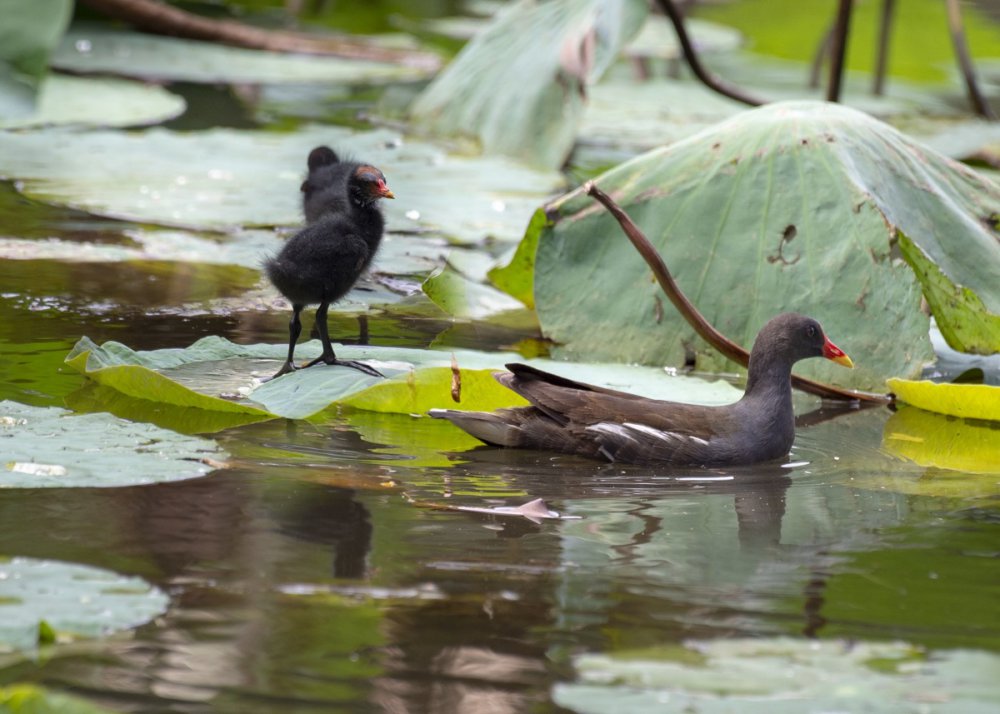TSTtourist-thu-vui-chup-anh-chim-giua-tp-hcm-12