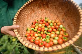 Resort ở Quảng Nam tự trồng rau phục vụ bữa ăn cho du khách