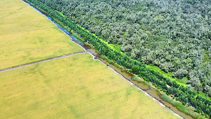 TSTtourist-mua-lua-chin-sen-no-o-dong-thap-1