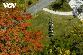 Tháng 5 Huế rực rỡ màu hoa phượng đỏ