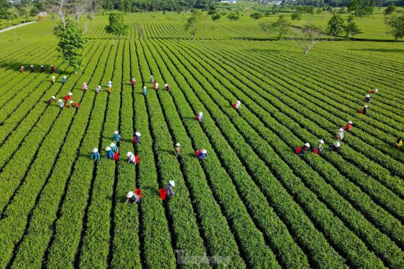 Mê mẩn ngắm từ trên cao cánh đồng chè bạt ngàn hút mắt ở Hà Tĩnh