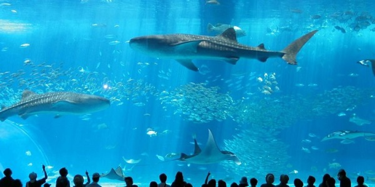 TSTtourist-kham-pha-10-thuy-cung-lon-nhat-the-gioi-10