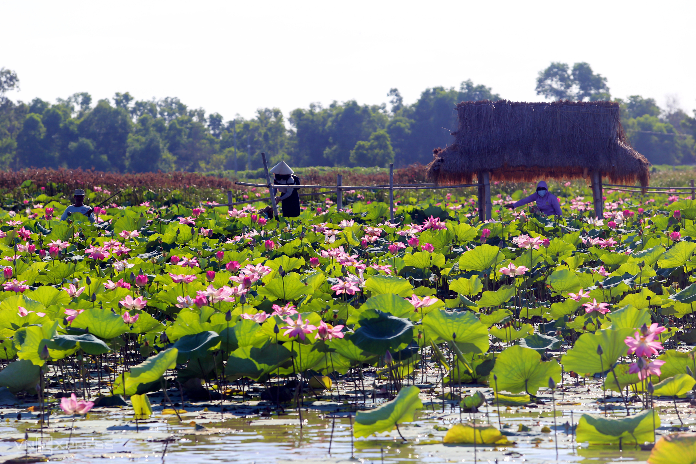 TSTtourist-mua-sen-o-song-dam-3