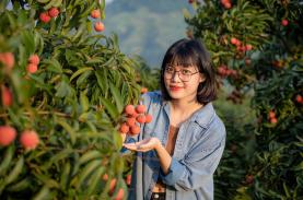 Cuối tuần đi hái vải ở Bắc Giang