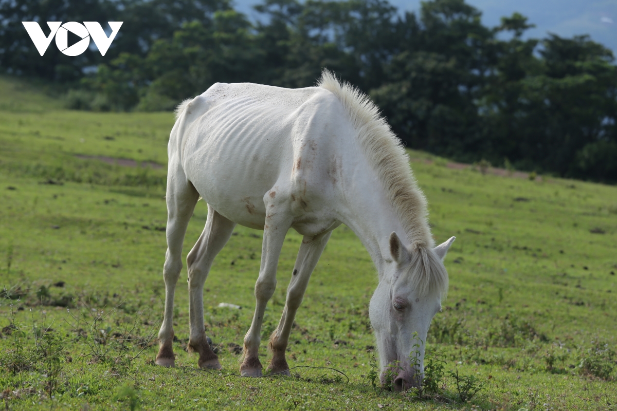 TSTtourist-den-tham-vuong-quoc-ngua-bach-xu-lang-4