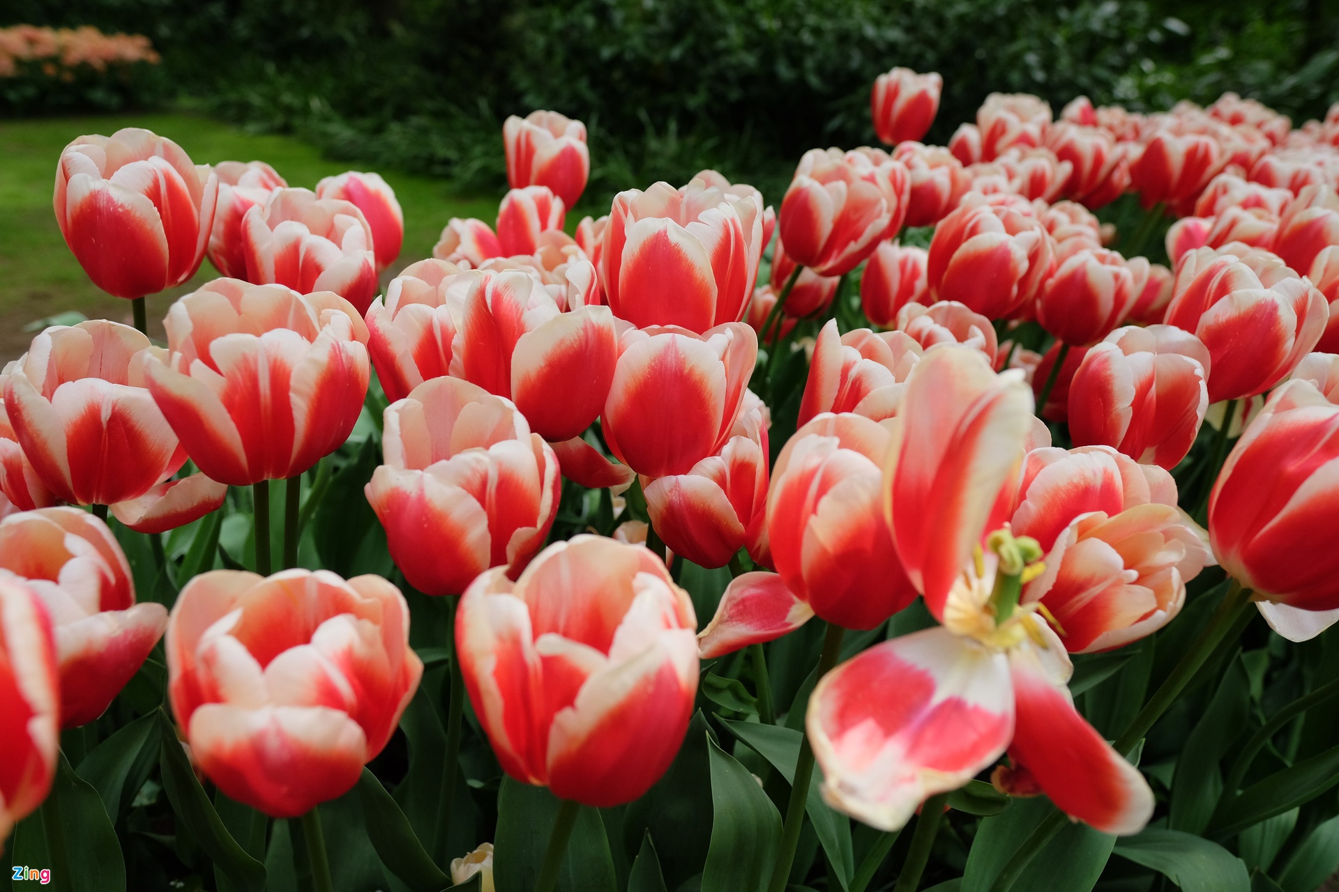 TSTtourist-noi-duoc-menh-danh-khu-vuon-cua-chau-au-9