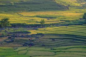 Lào Cai mùa lúa chín sớm