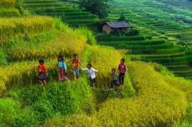 Mùa lúa chín Lào Cai huyền ảo sau mưa