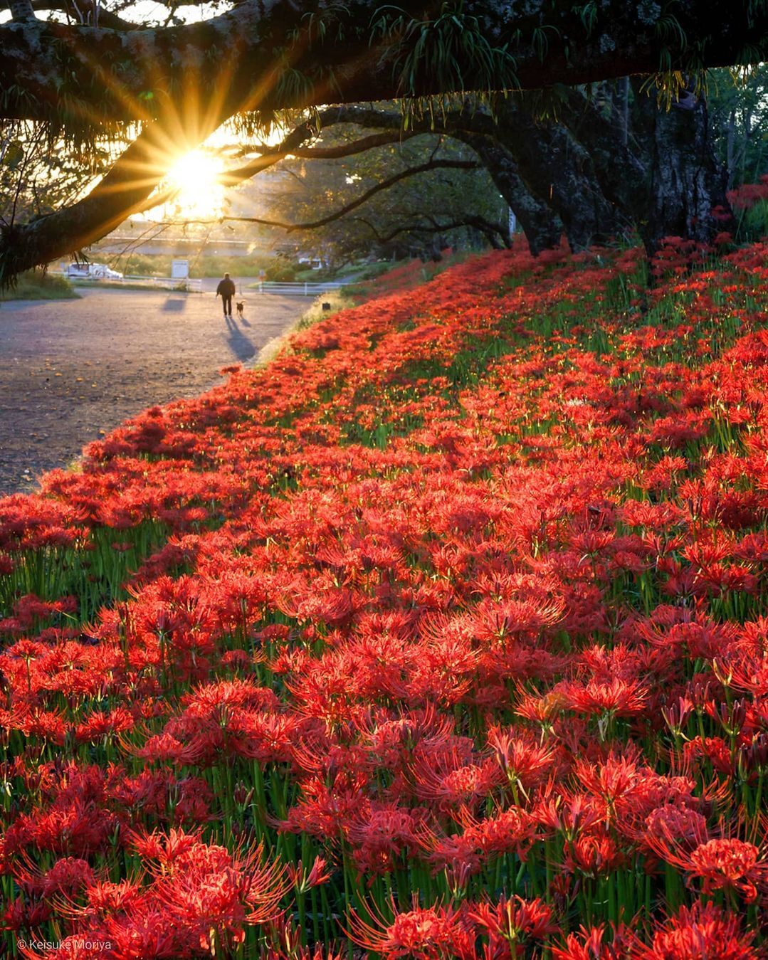 TSTtourist-mua-hoa-bi-ngan-do-ruc-khap-nhat-ban-4