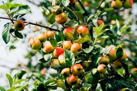 Sơn La vào mùa táo mèo