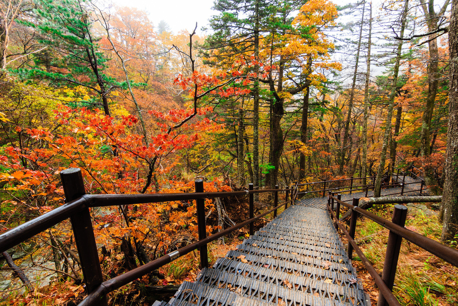 Lối đi tràn ngập sắc lá đỏ vàng