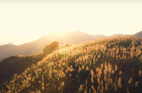 Thiên đường cỏ lau cách trung tâm Hà Nội 40 km