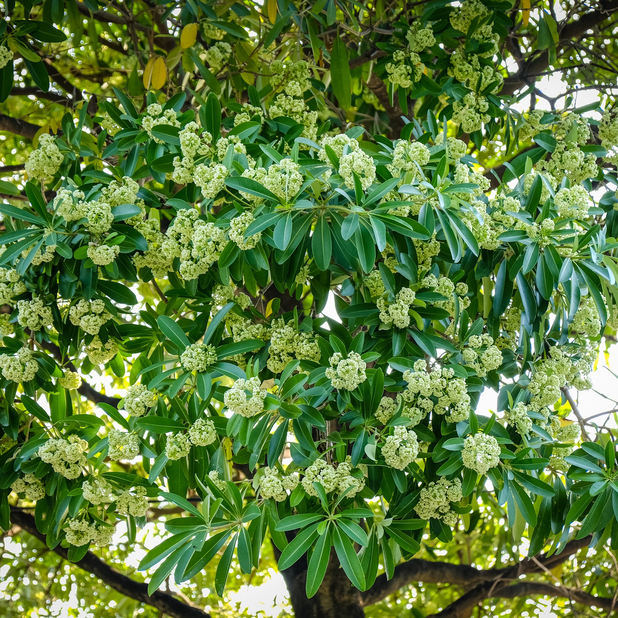 TSTtourist-mui-hoa-sua-ha-noi-trong-cam-nhan-cua-khach-tay-1