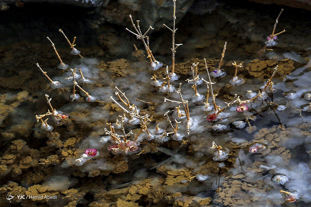 TSTtourist-vom-muoi-doc-dao-dai-12-km-o-iran-5