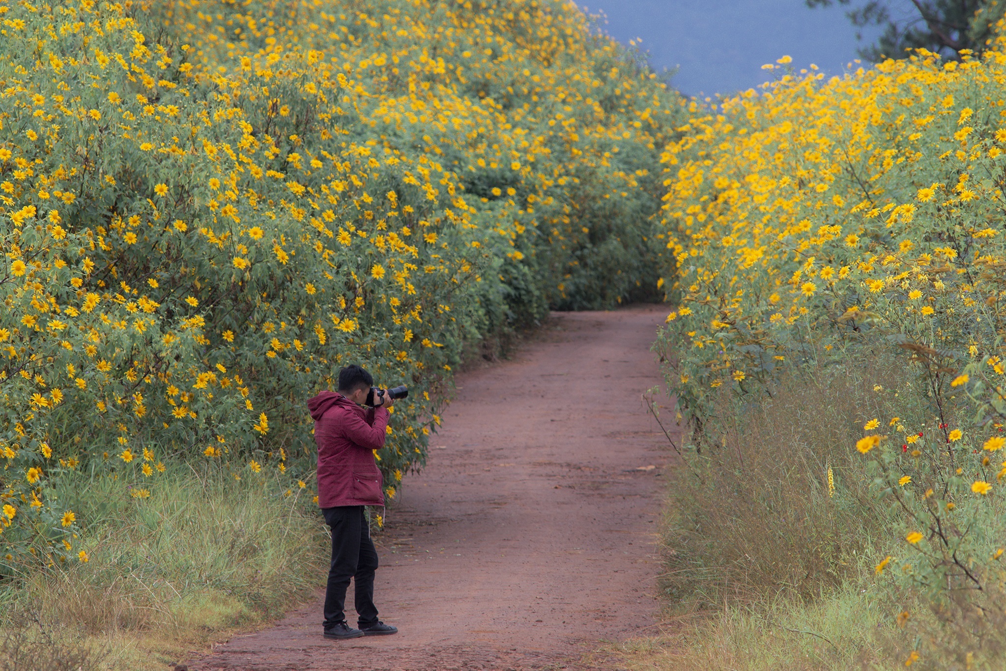 TSTtourist-da-quy-no-vang-o-ngoai-thanh-da-lat-1