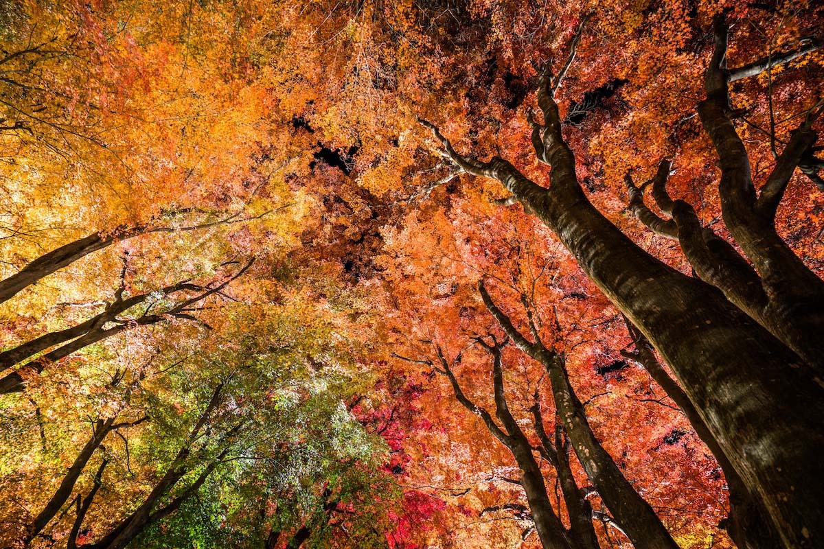 TSTtourist-la-phong-do-rop-troi-thu-nhat-ban-8