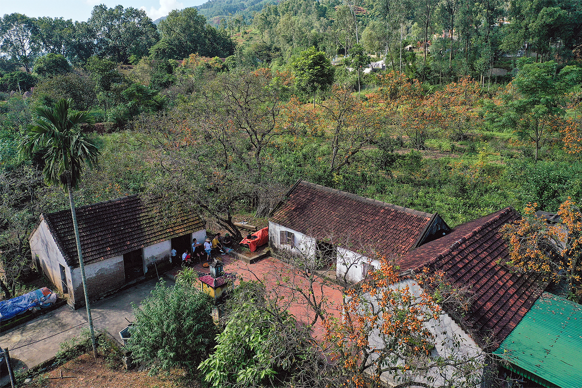 TSTtourist-vuon-hong-triu-qua-o-nghe-an-hut-khach-check-in-1