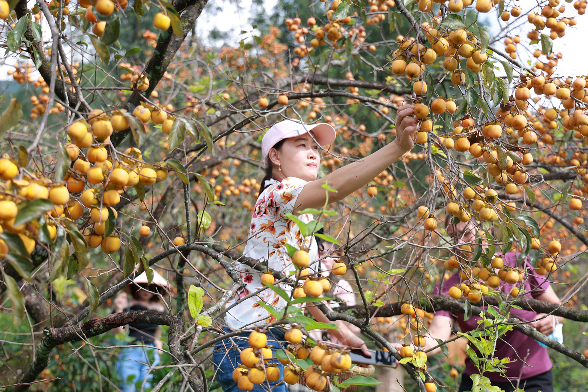 TSTtourist-vuon-hong-triu-qua-o-nghe-an-hut-khach-check-in-5