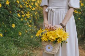 Hoa dã quỳ nở rộ ở ngoại thành Đà Lạt