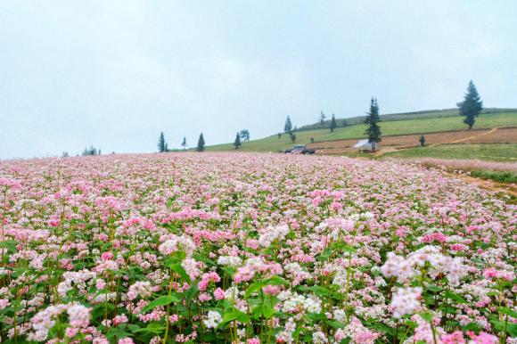 Những điểm đến ngắm hoa tháng 11