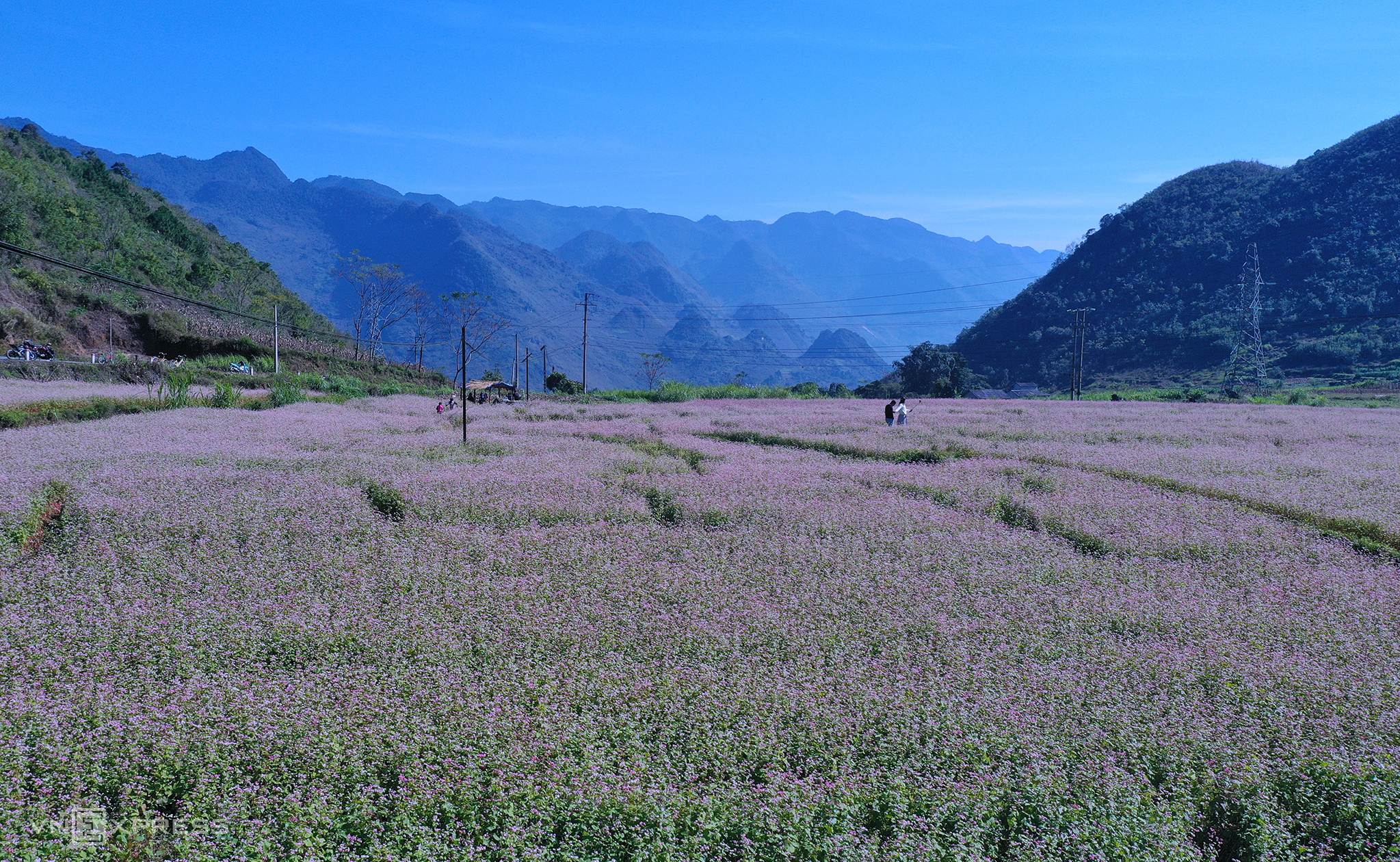 TSTtourist-mua-hoa-tam-giac-mach-tren-cao-nguyen-da-10