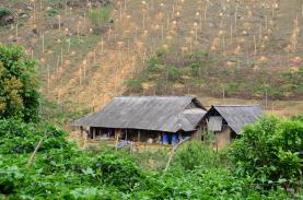 A date with Mai Chau golden season