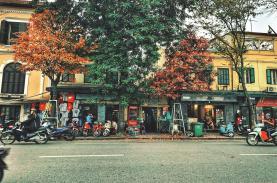 The golden autumn of Hanoi